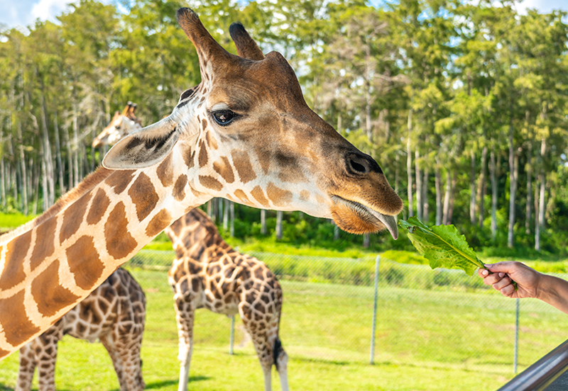 gestión de venta de entradas zoos