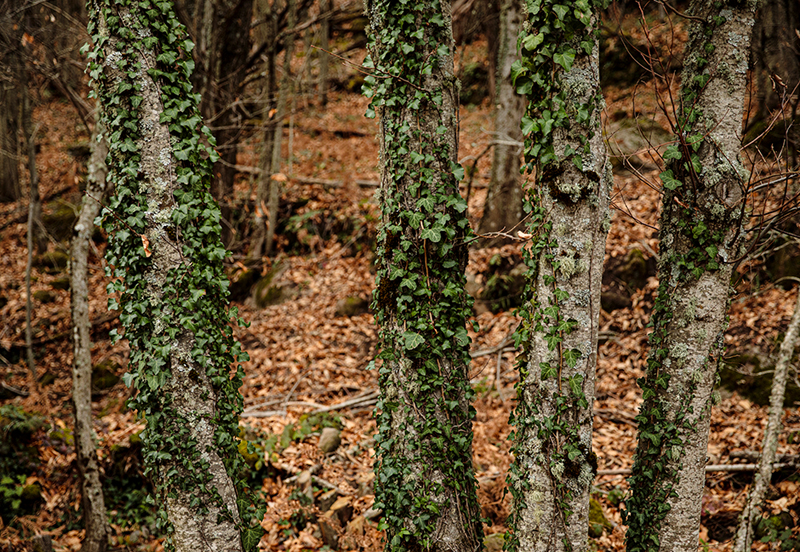 Software para parques naturales